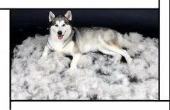 毛質(zhì)差、過度脫毛？華興重磅推出犬美毛處方糧